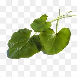 三片叶图片,探寻自然之美与生命奥秘